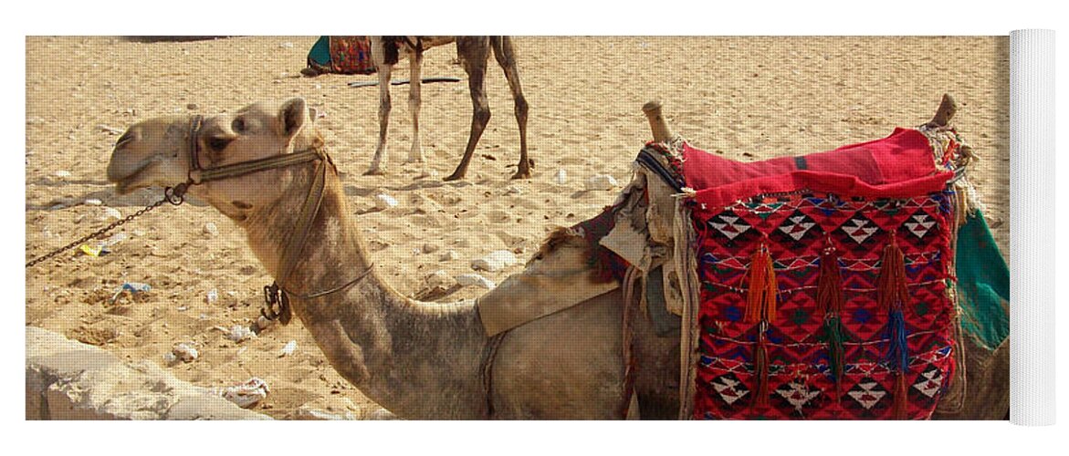 Egypt Yoga Mat featuring the photograph Egypt - Camel getting ready for the ride by Munir Alawi