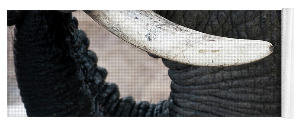 Africa Yoga Mat featuring the photograph Elephant by Adele Aron Greenspun