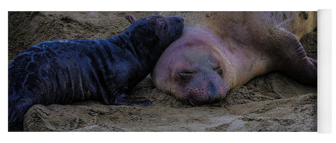 Elephant Yoga Mat featuring the photograph Elephant Seals Mom And Pup by Garry Gay