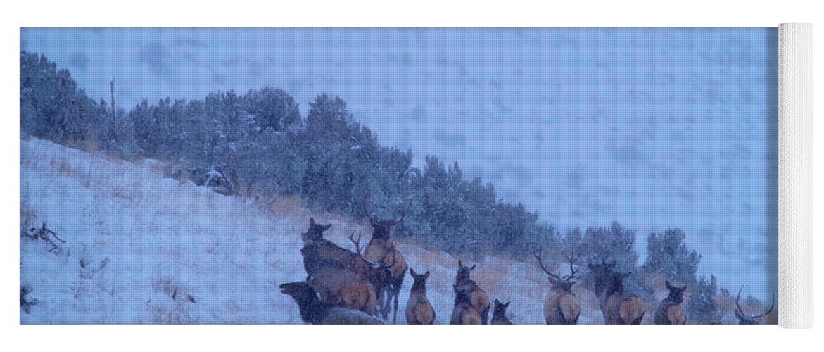 Elk Yoga Mat featuring the photograph Elk herd in snowfall by Jeff Swan