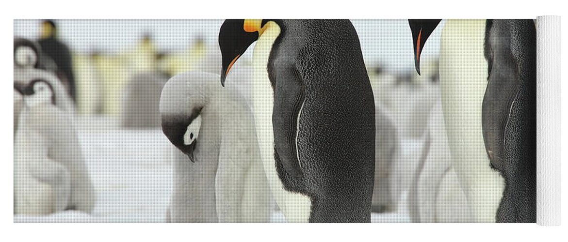 Penguin Yoga Mat featuring the photograph Emperor Penguin Siesta by Bruce J Robinson