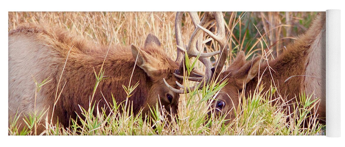 Elk Yoga Mat featuring the photograph Face Off by Todd Kreuter