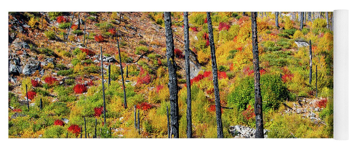 Landscape Yoga Mat featuring the photograph Fall color -after wild fire by Hisao Mogi
