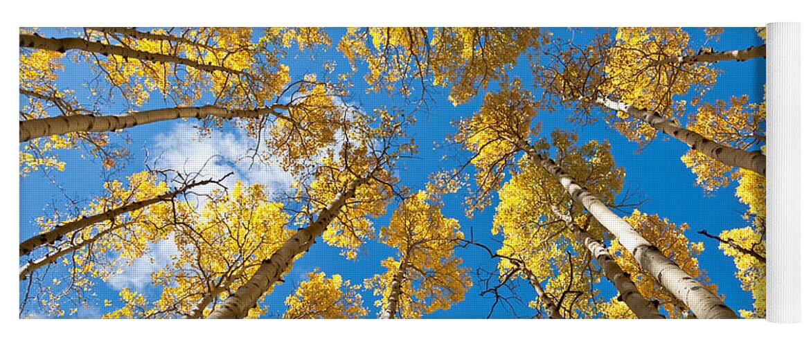 Arizona Yoga Mat featuring the photograph Fall Colored Aspens in the Inner Basin by Jeff Goulden