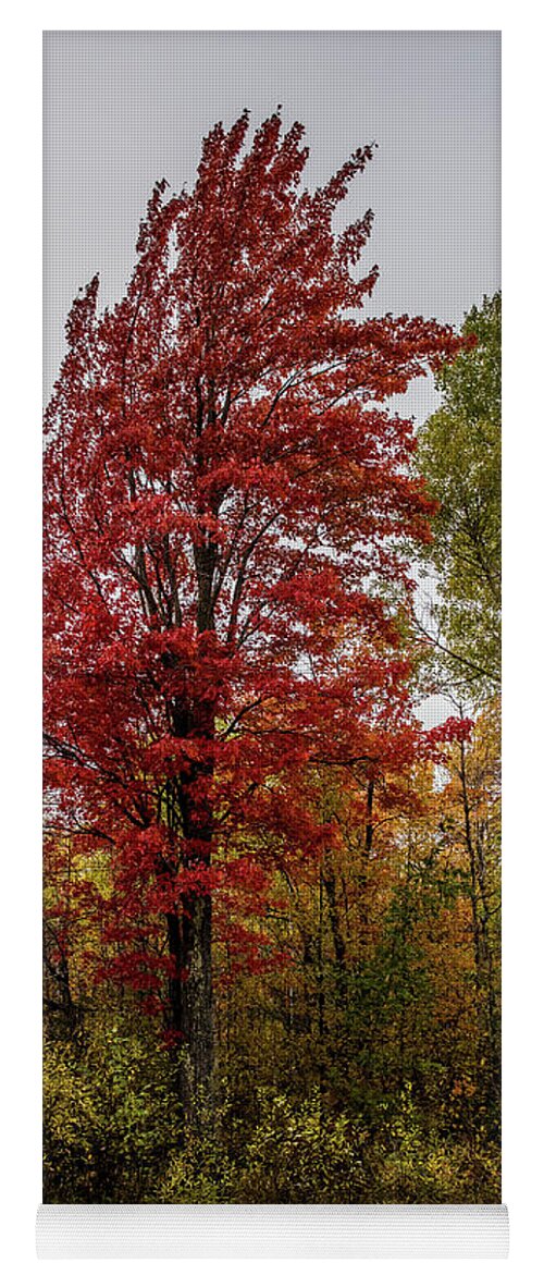 Fall Yoga Mat featuring the photograph Fall Maple by Paul Freidlund