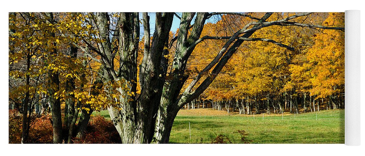 Trees Yoga Mat featuring the photograph Fall Pasture by Tim Nyberg