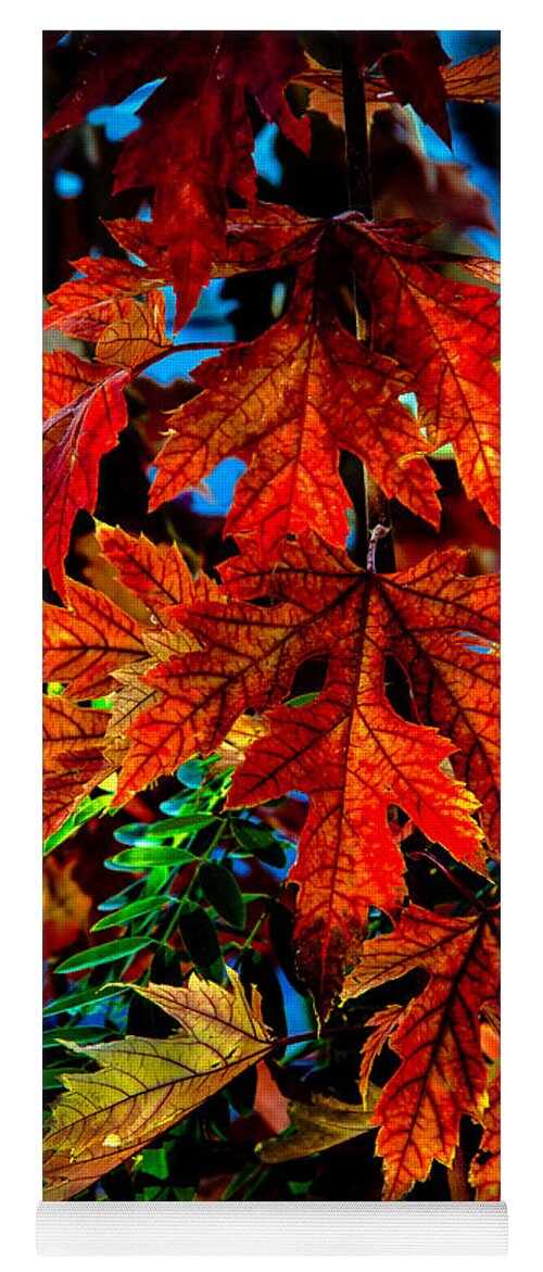 Maple Yoga Mat featuring the photograph Fall Reds by Robert Bales