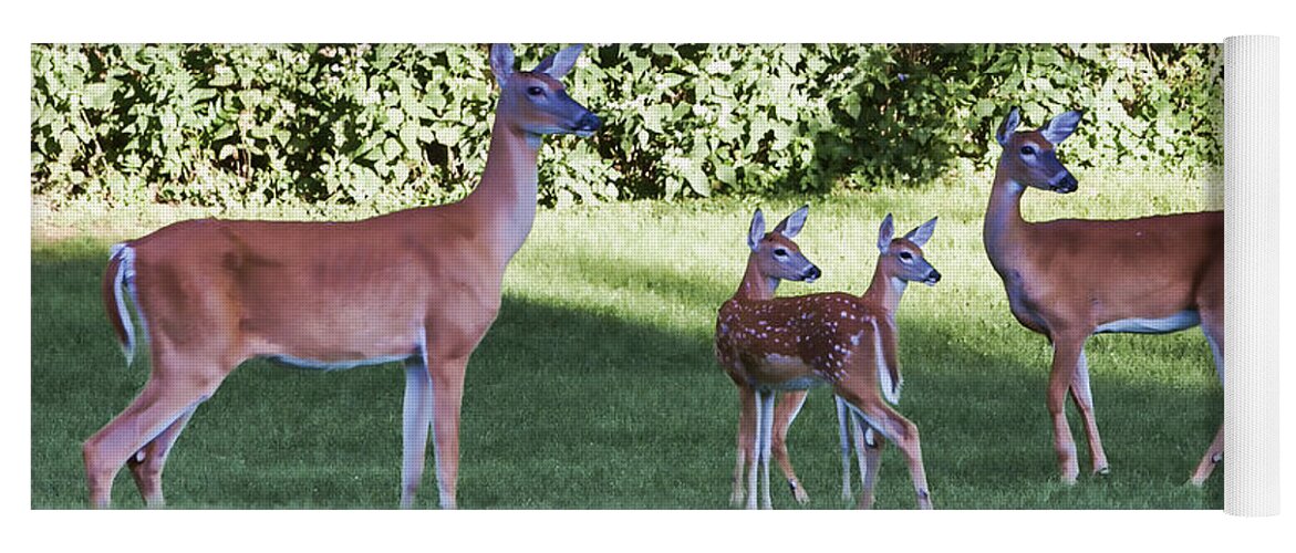 Deer Yoga Mat featuring the photograph Family of 4 by Stephen Schwiesow