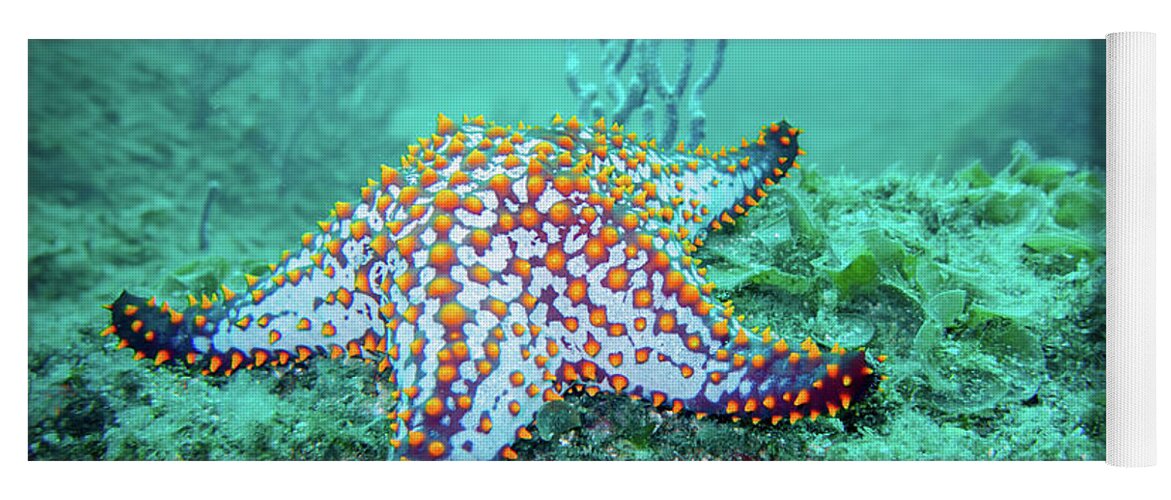 Coral Reef Yoga Mat featuring the photograph Fat Sea Star by Becqi Sherman