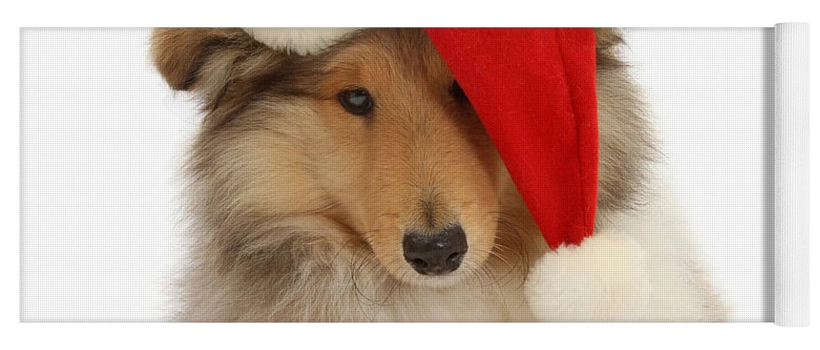 Rough Collie Yoga Mat featuring the photograph Feeling Rough this Christmas by Warren Photographic