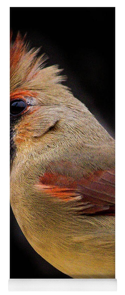 Nature Yoga Mat featuring the photograph Female cardinal by Barry Bohn
