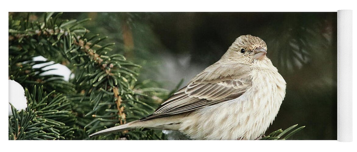 Female House Finch On Snow Yoga Mat featuring the photograph Female House Finch on Snow by Alyce Taylor