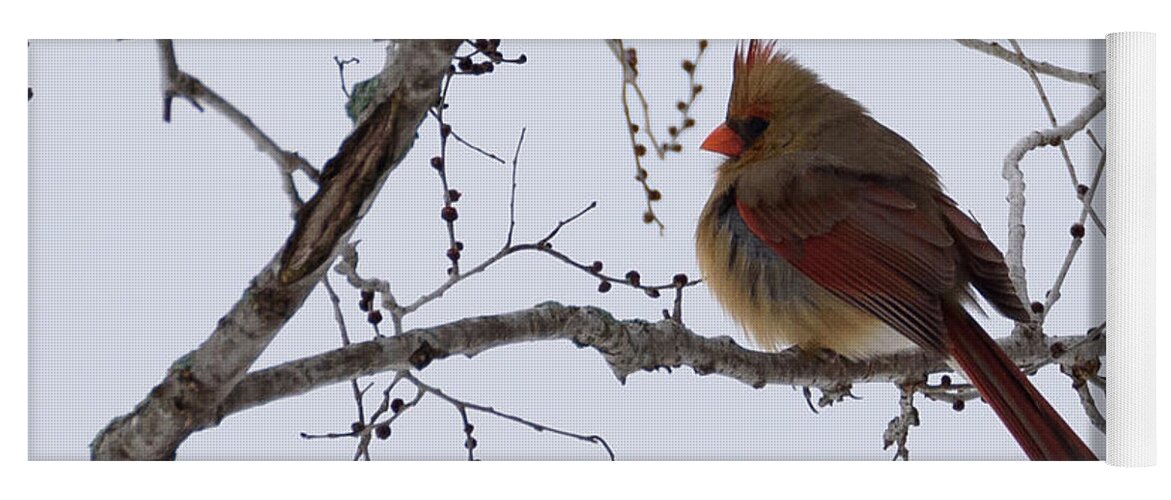 Northern Cardinal Yoga Mat featuring the photograph Female Northern Cardinal by Holden The Moment
