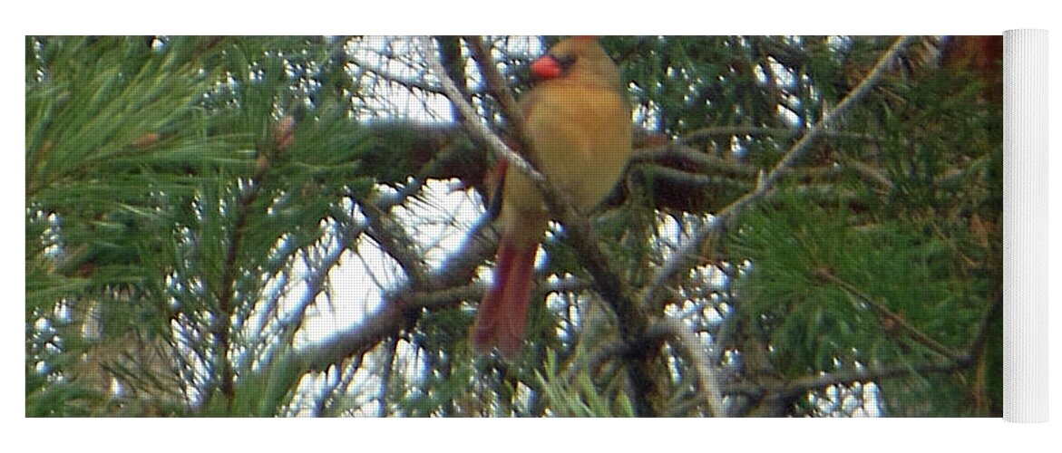 Female Yoga Mat featuring the photograph Female Northern Cardinal by Rockin Docks Deluxephotos