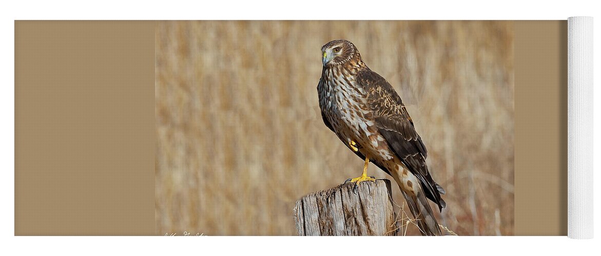 Adult Yoga Mat featuring the photograph Female Northern Harrier Standing on One Leg by Jeff Goulden