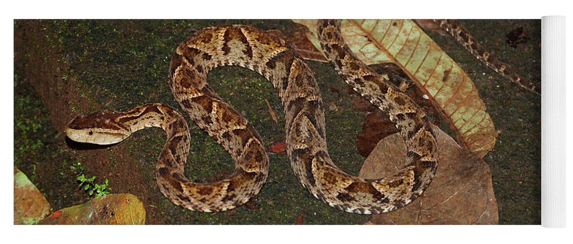 Snake Yoga Mat featuring the photograph Fer-de-lance, Bothrops asper by Breck Bartholomew
