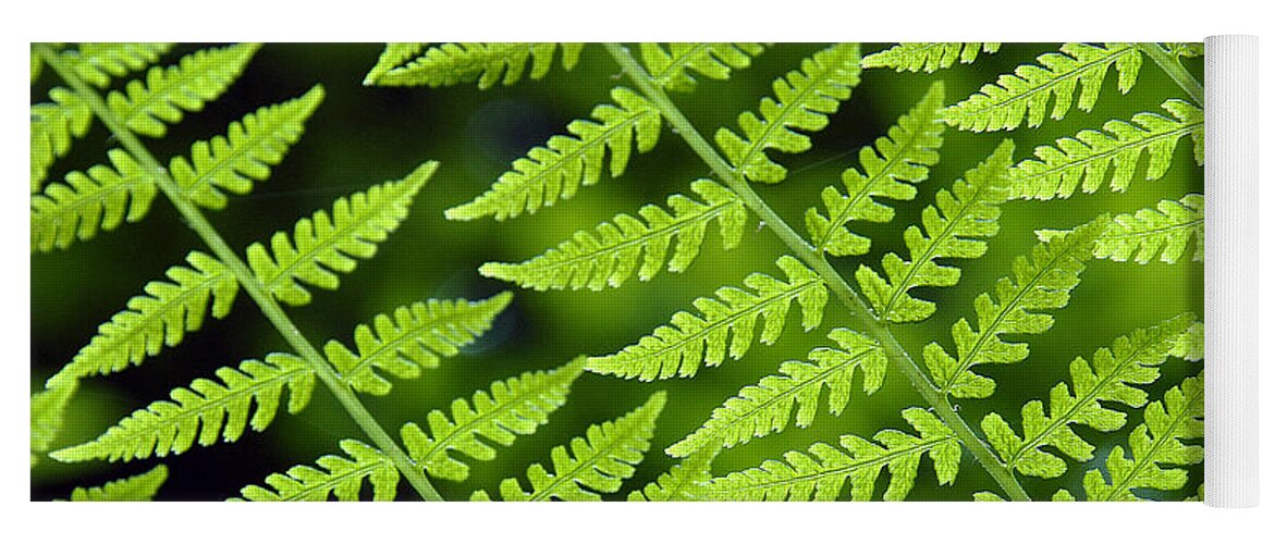 Fern Yoga Mat featuring the photograph Fern Branches by Ted Keller