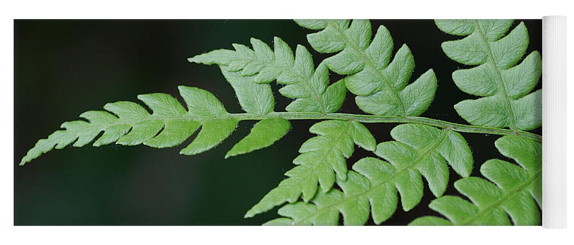 Nature Yoga Mat featuring the photograph Fern Frond Tip by William Selander