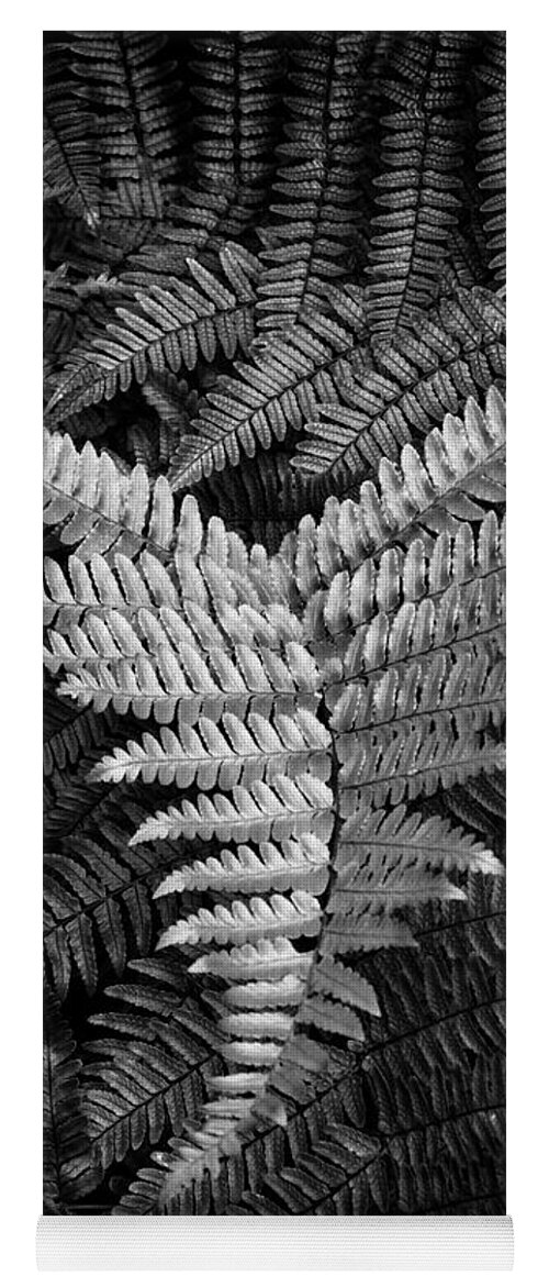 Fern Yoga Mat featuring the photograph Fern In Black and White by Greg and Chrystal Mimbs