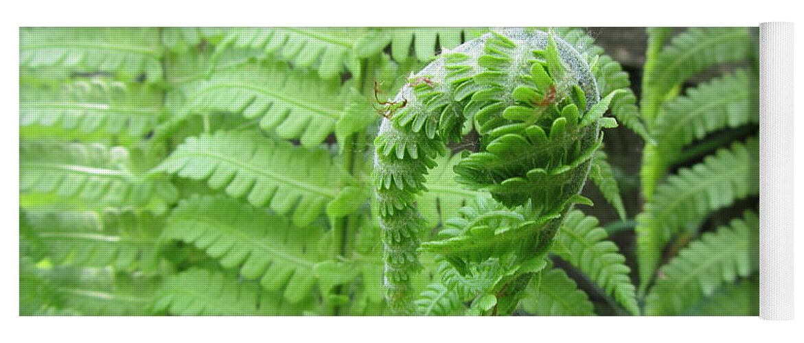 Fern Yoga Mat featuring the photograph Fern by Jackie Russo