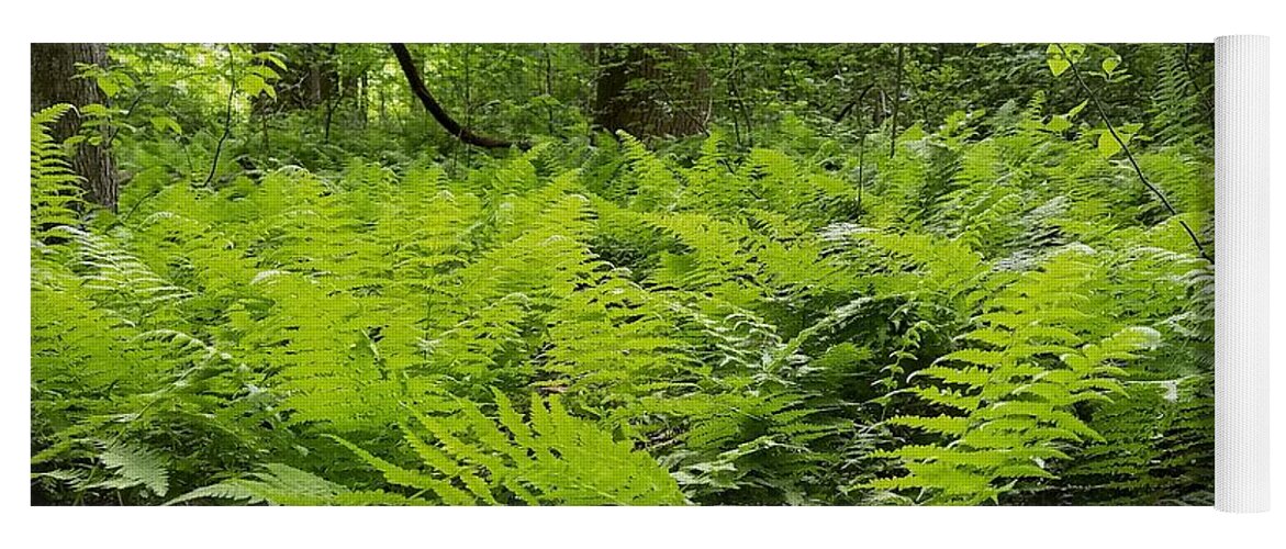 Ferns Yoga Mat featuring the photograph Fern Woods by Vic Ritchey