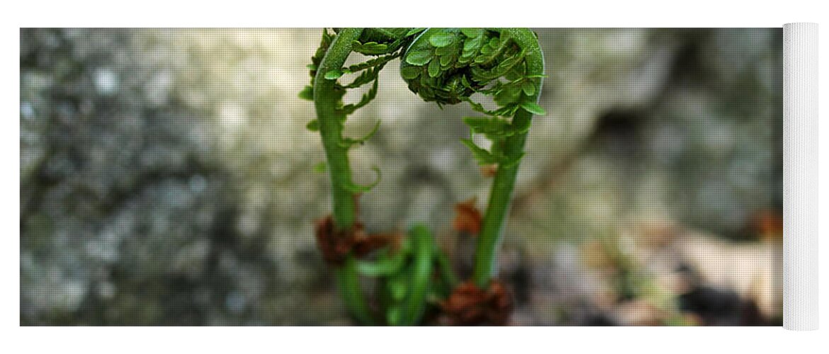 Ferns Yoga Mat featuring the photograph Fiddleheads by Debbie Oppermann
