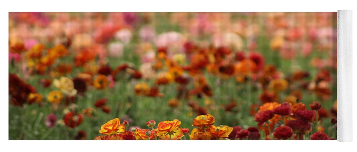 Honey Brown Ranunculus Yoga Mat featuring the photograph Field of Burnt Orange and Honey Ranunculus by Colleen Cornelius