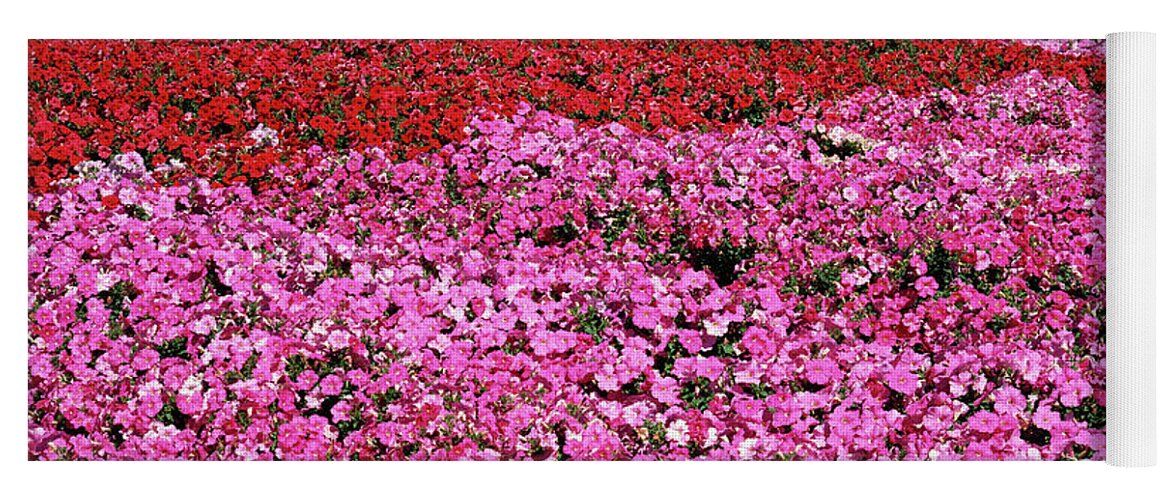 Petunia Yoga Mat featuring the photograph Field of Petunia Flowers Gilroy California by Kathy Anselmo