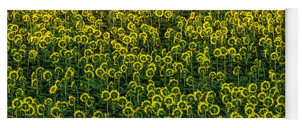 Sunflowers Yoga Mat featuring the photograph Field of sunflowers by Wolfgang Stocker