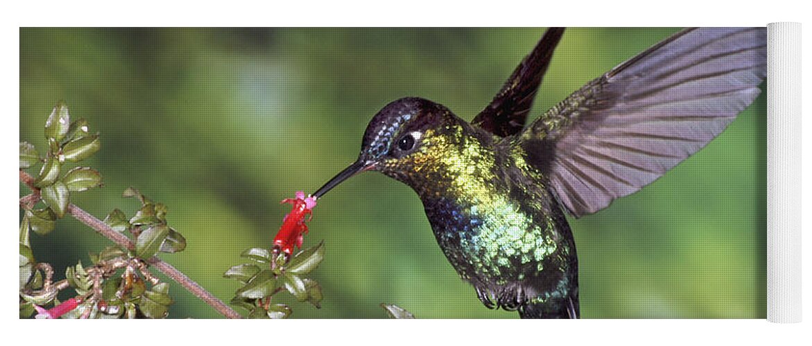 Mp Yoga Mat featuring the photograph Fiery-throated Hummingbird Panterpe by Michael & Patricia Fogden