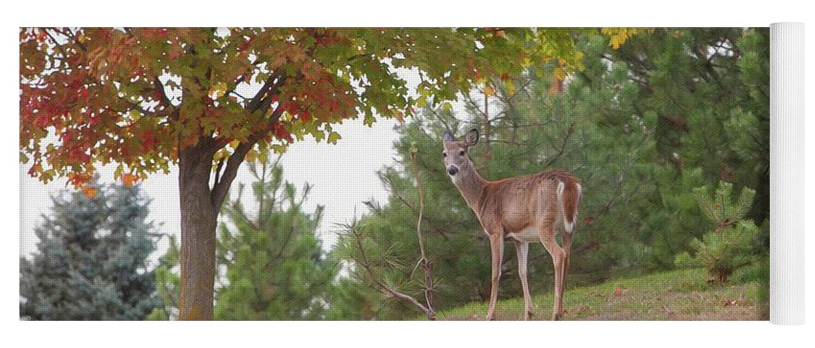 Deer Yoga Mat featuring the photograph Fine Day for a Stroll by Stephen Schwiesow