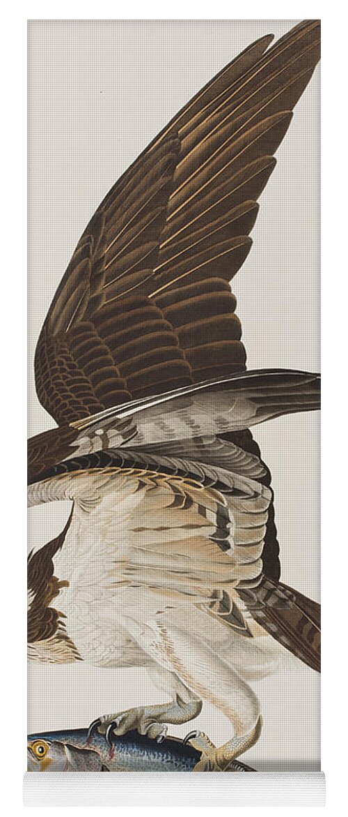 Fish Hawk or Osprey Yoga Mat by John James Audubon - Bridgeman Prints