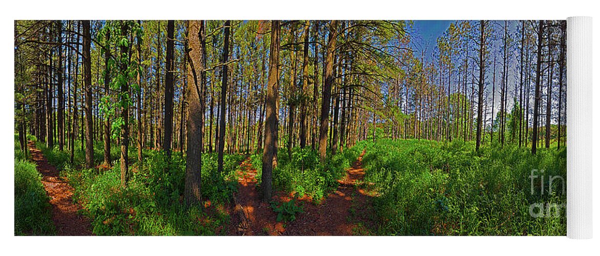 Local Yoga Mat featuring the photograph Paths, Pines 360 by Tom Jelen