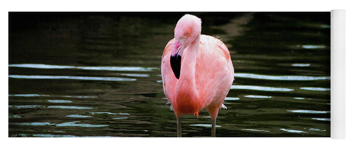 Flamingo Yoga Mat featuring the photograph Flamingo in Water by Veronica Batterson
