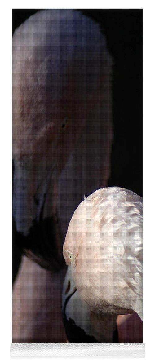 Pair Yoga Mat featuring the photograph Flamingo Study - 1 by DArcy Evans