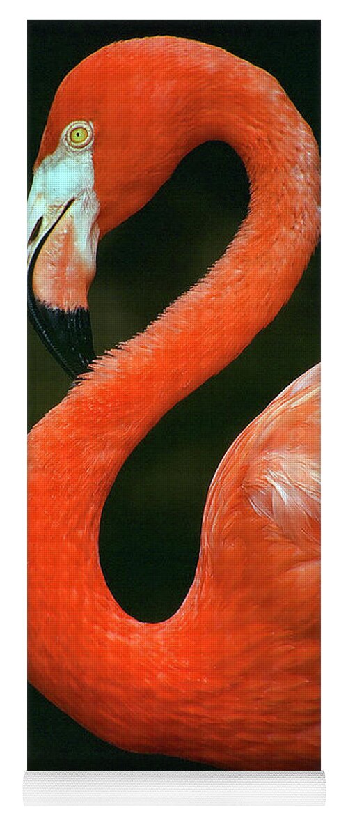Flamingo Yoga Mat featuring the photograph Flamingo by Ted Keller