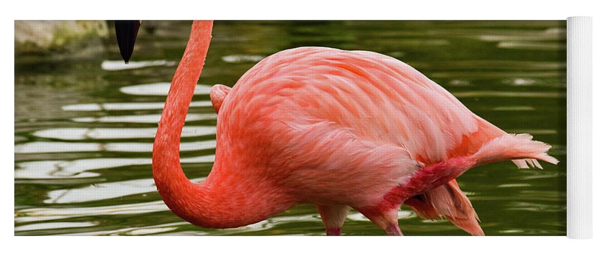 Flamingo Yoga Mat featuring the photograph Flamingo Wades by Nicole Lloyd