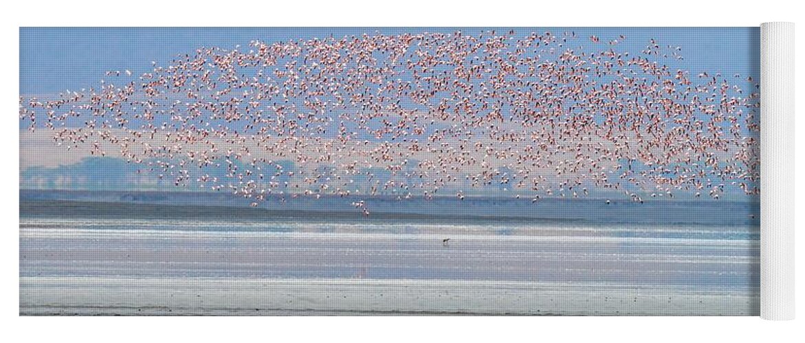 Africa Yoga Mat featuring the photograph Flamingos and Golden Jackal in Tanzania by Marilyn Burton