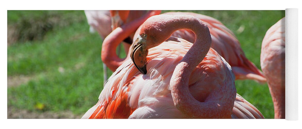 Bird Yoga Mat featuring the photograph Flamingos by Julia McHugh