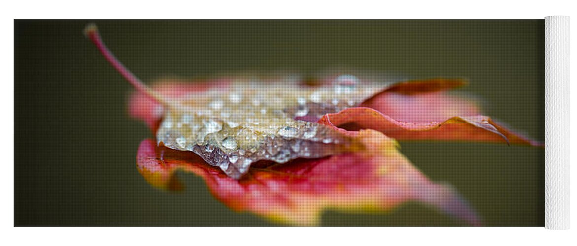 Autumn Yoga Mat featuring the photograph Floating leaf by Jakub Sisak