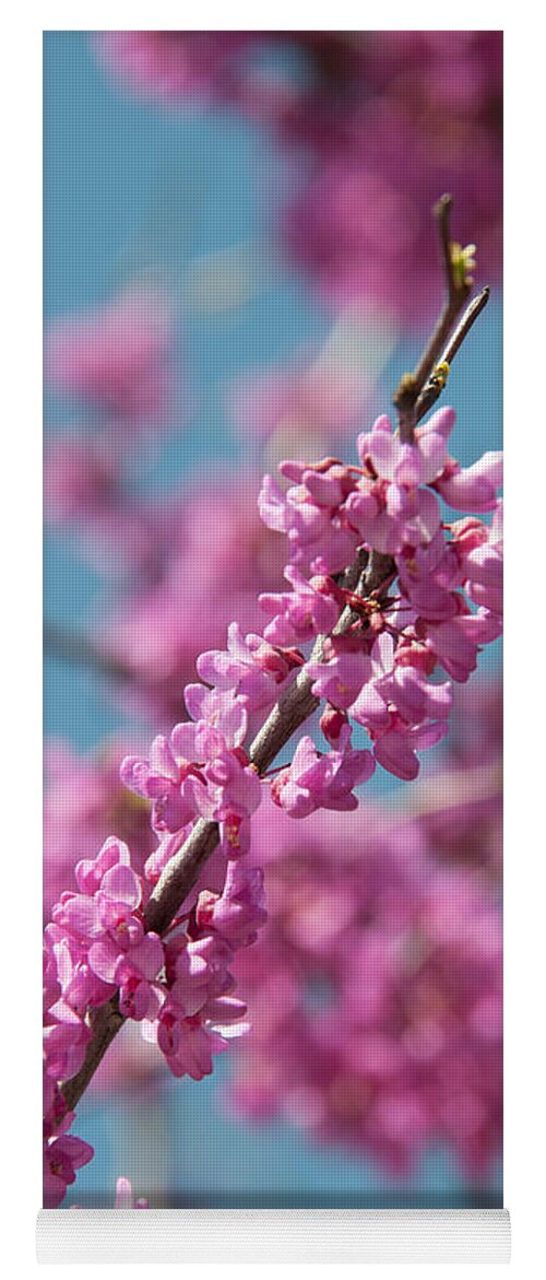 Blooming Redwood Tree Yoga Mat featuring the photograph Spring Blossom by Pamela Williams