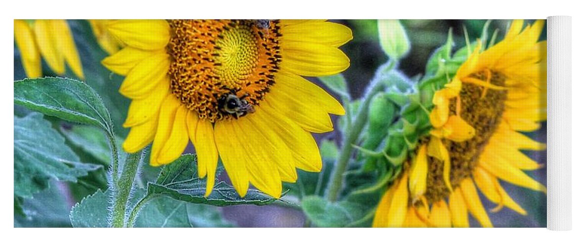 #sunflower Yoga Mat featuring the photograph Flower #41 by Albert Fadel