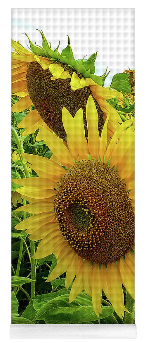 Sunflower Yoga Mat featuring the photograph Flower Sun Faces by Norma Brandsberg