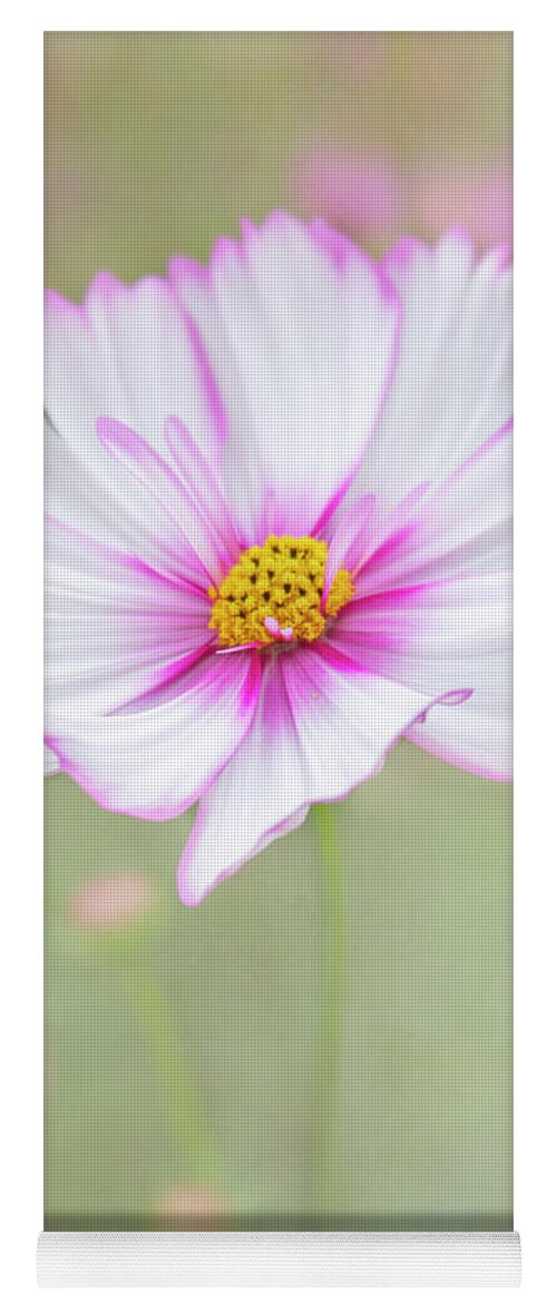 Bloom Yoga Mat featuring the photograph Flowers that are photogenic. by Usha Peddamatham