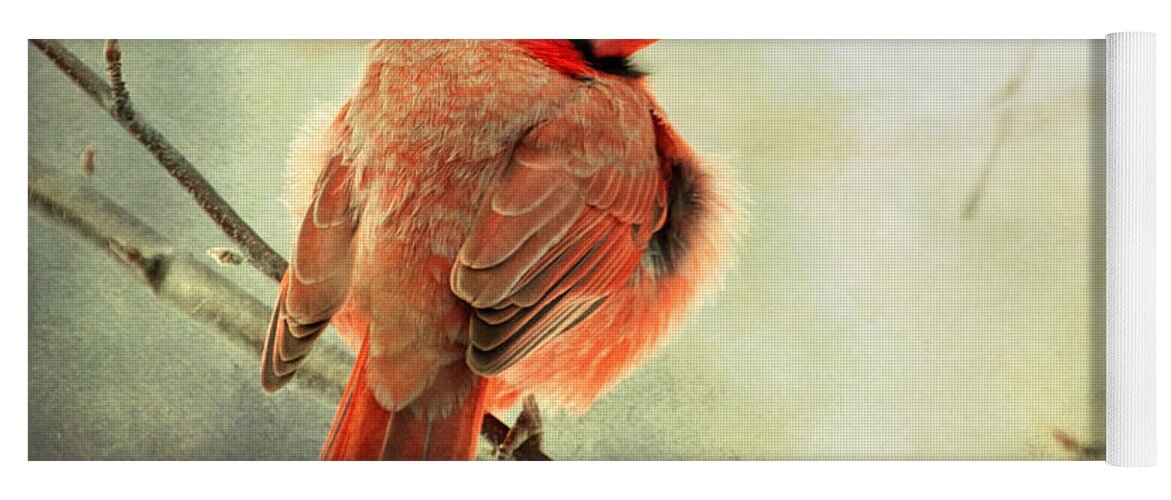 Cardinal Yoga Mat featuring the photograph Fluffy winter Cardinal by Al Mueller