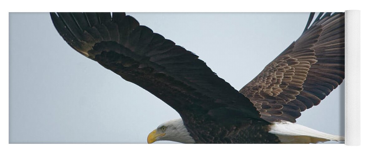 Bald Eagle Yoga Mat featuring the photograph Flying Bald Eagle by Peter Ponzio