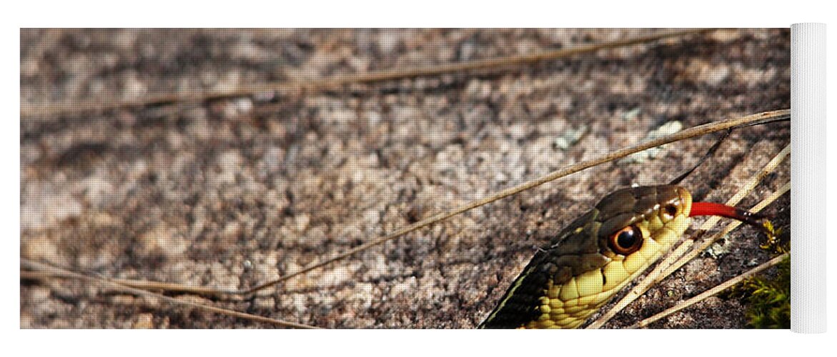 Garter Snake Yoga Mat featuring the photograph Forked Tongue by Debbie Oppermann