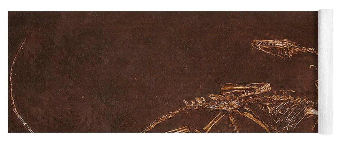 Animal Yoga Mat featuring the photograph Fossil Of Dinosaur Coelophysis Bauri by Gerard Lacz