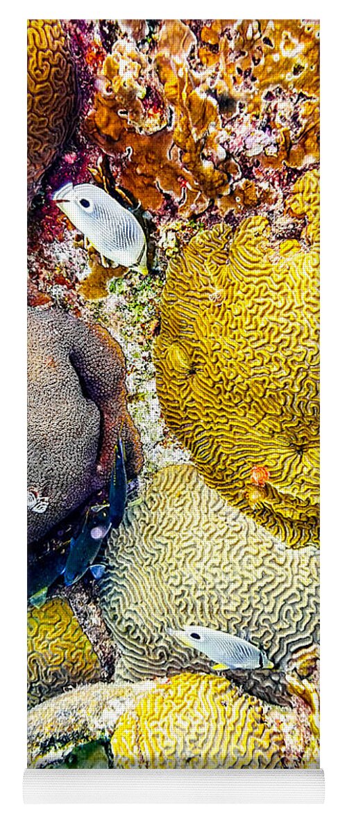 Foureye Butterflyfish Yoga Mat featuring the photograph Foureye Butterflyfish by Perla Copernik