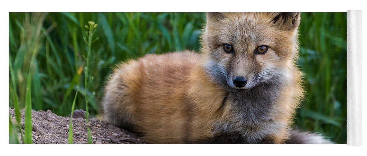 Red Fox Yoga Mat featuring the photograph Fox Kit at Dusk #1 by Mindy Musick King